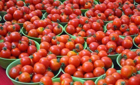 How To Start A Tomato Farming Business In Nigeria - The Fintech Africa