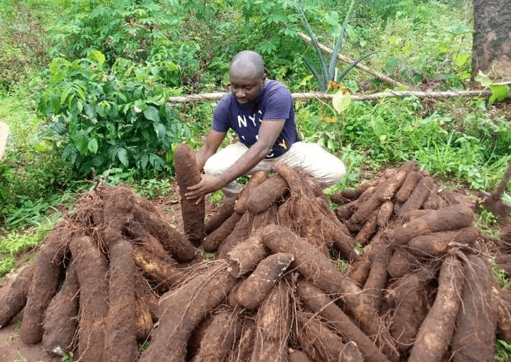 yam farm business plan