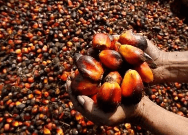 How To Start A Palm-Oil Farming Business In Nigeria - The Fintech Africa