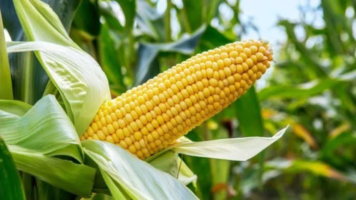 business plan for maize farming