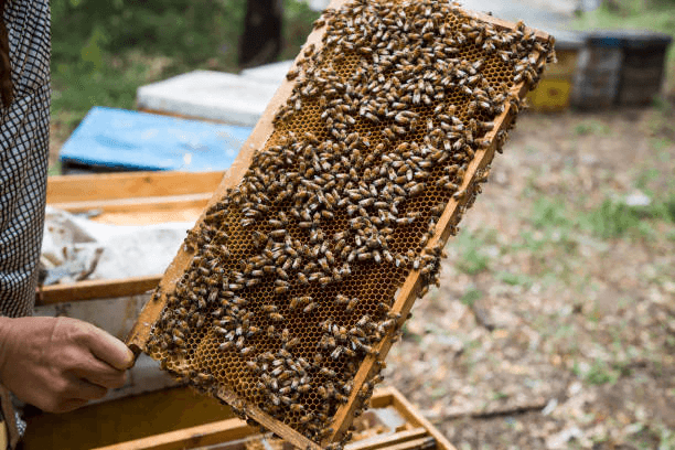 How To Start A Bee Farm In Nigeria